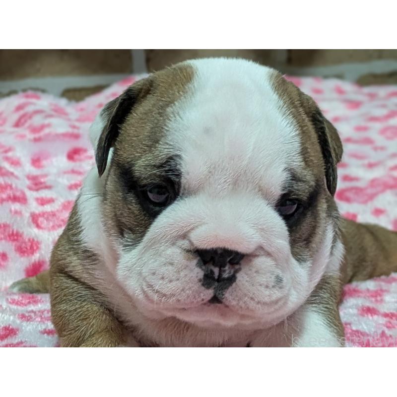 販売中の群馬県のブルドッグ-432653の2枚目