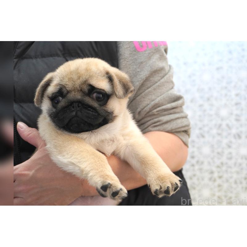 成約済の東京都のパグ-432580の9枚目