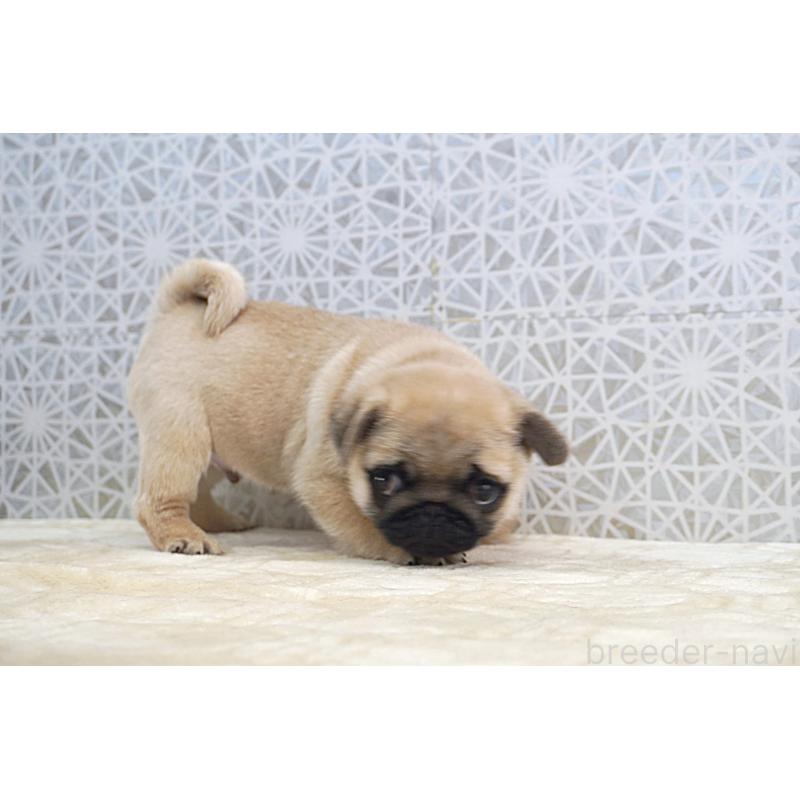 成約済の東京都のパグ-432580の6枚目