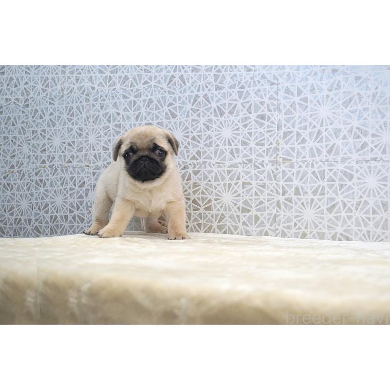 成約済の東京都のパグ-432580の5枚目