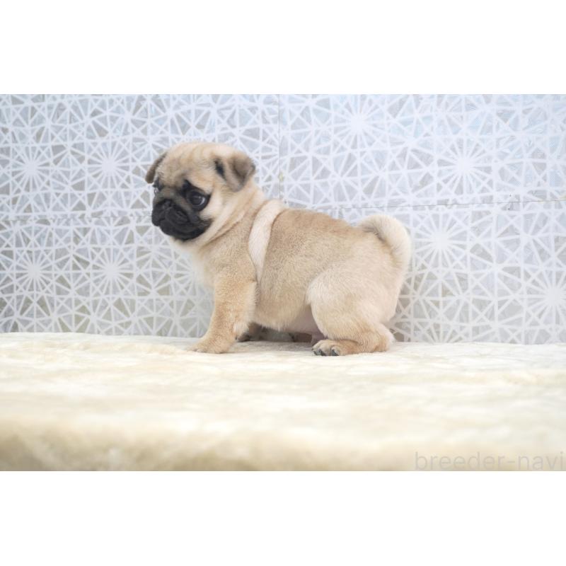 成約済の東京都のパグ-432580の2枚目