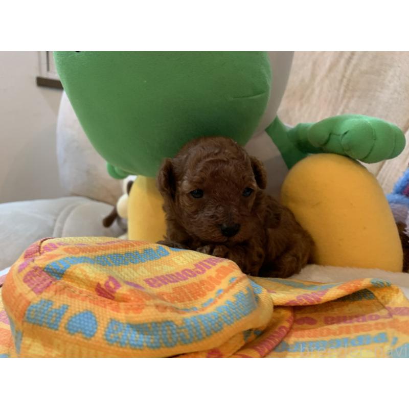 商談中の岩手県のティーカッププードル-429643の4枚目