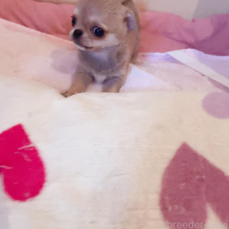 成約済の香川県のチワワ(スムースコート)-429835の7枚目