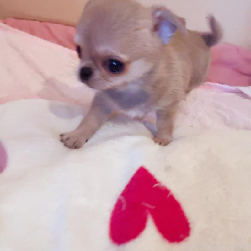 販売中の香川県のチワワ(スムースコート)-429835