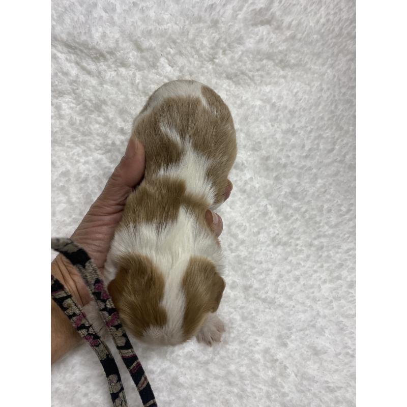 販売中の滋賀県のキャバリアキングチャールズスパニエル-432656の2枚目