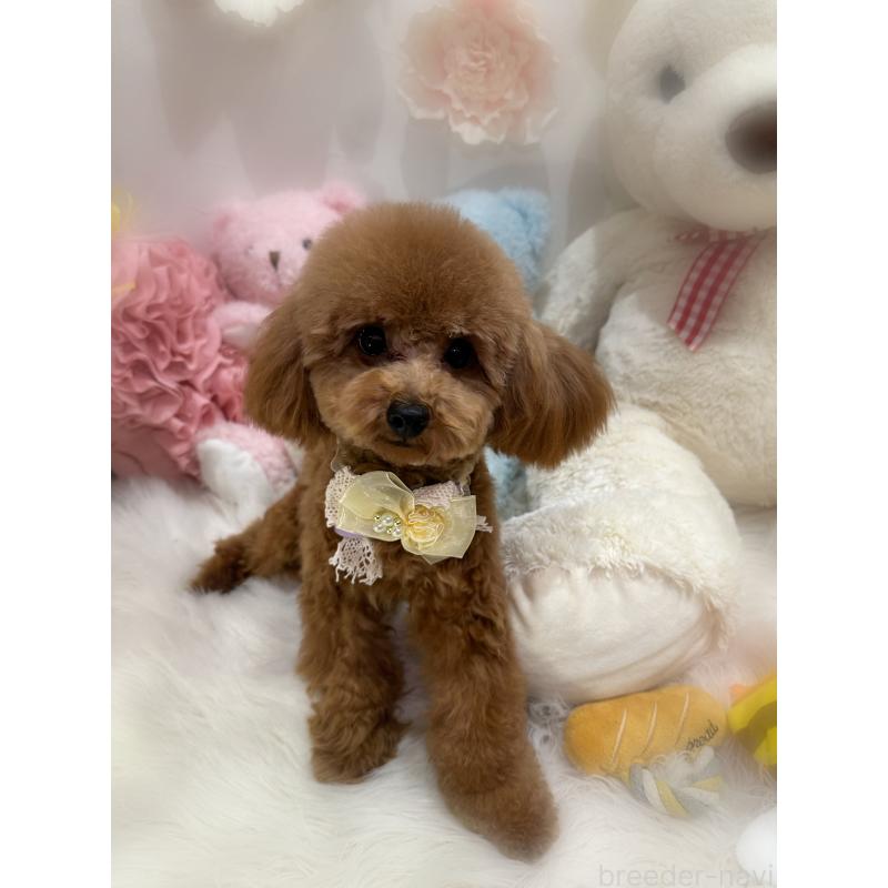 販売中の香川県のタイニープードル-386297の5枚目