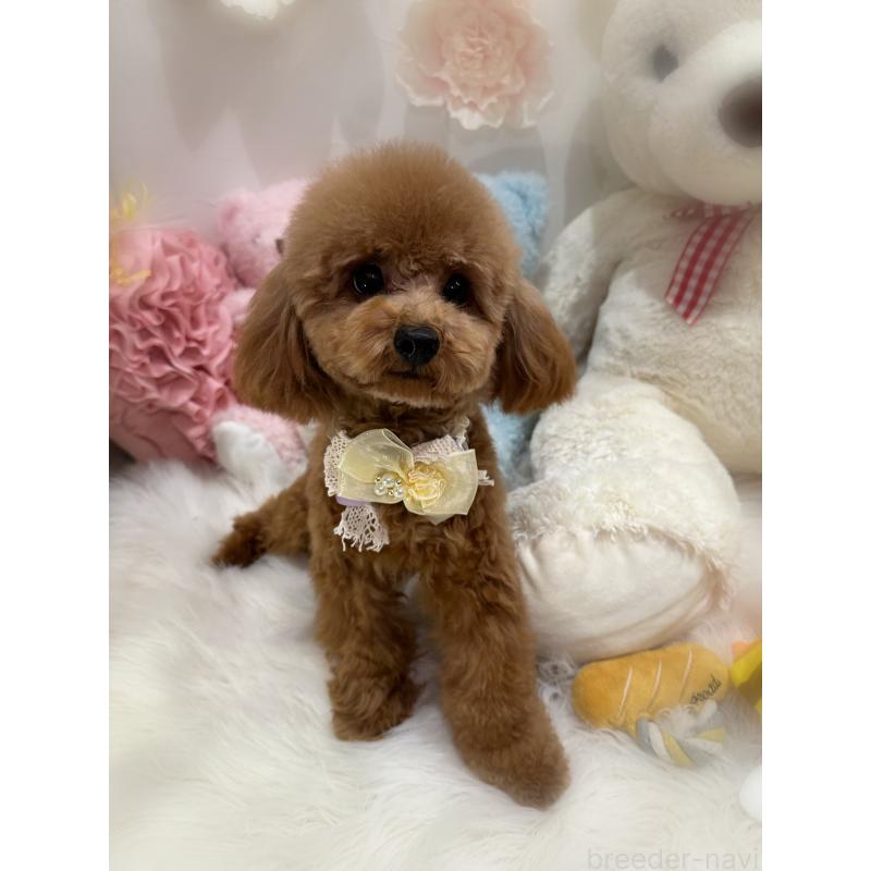 販売中の香川県のタイニープードル-386297の4枚目