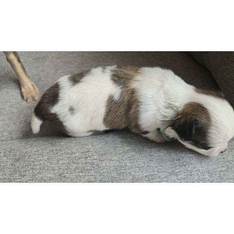 販売中の鹿児島県のチワワ(ロングコート)-432657の2枚目