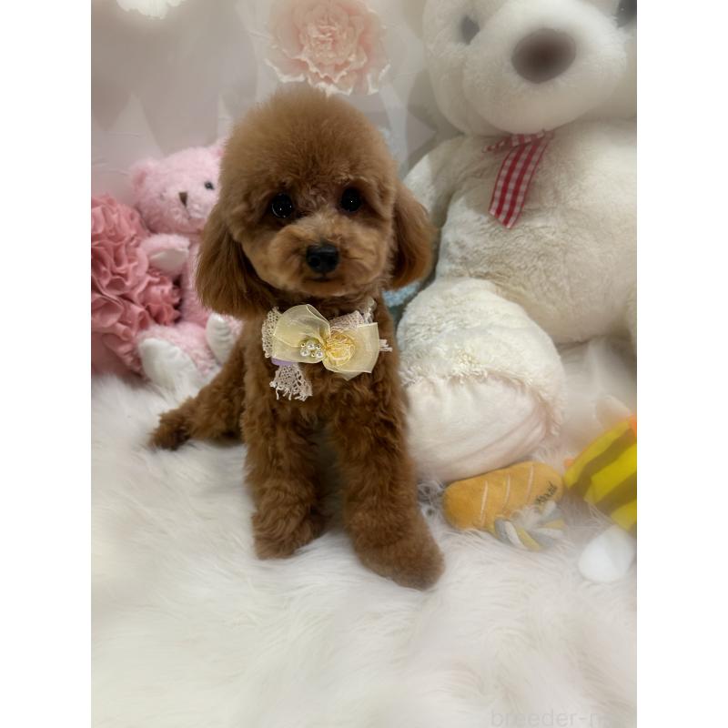 販売中の香川県のタイニープードル-386297の3枚目