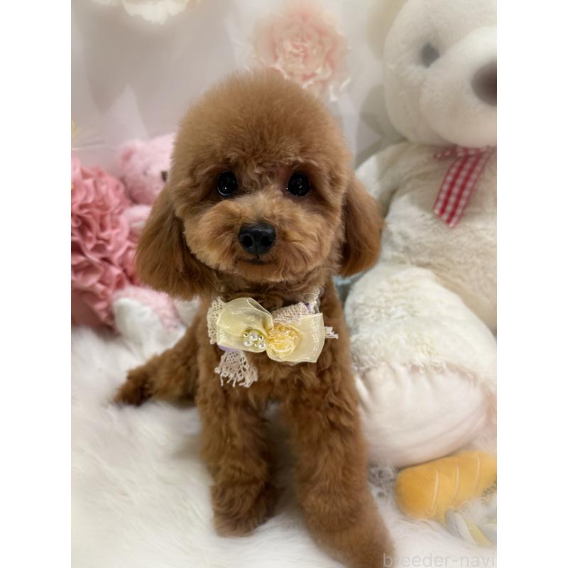 販売中の香川県のタイニープードル-386297の2枚目