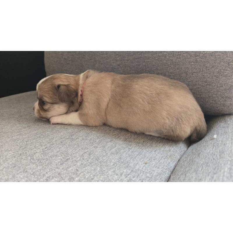 販売中の鹿児島県のチワワ(ロングコート)-432660の2枚目