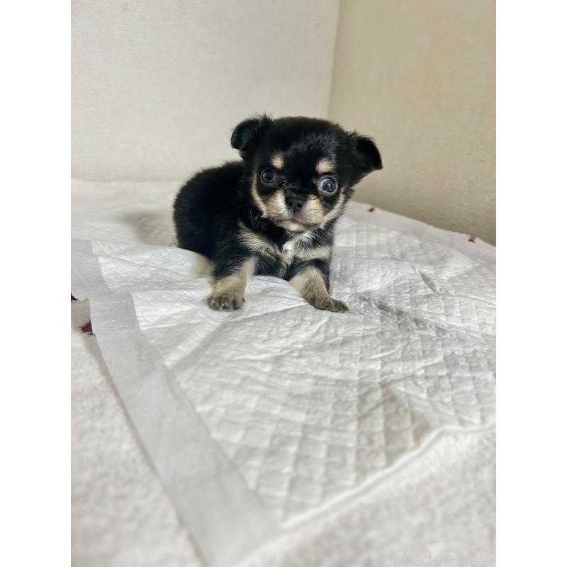 販売中の埼玉県のチワワ(ロングコート)-432661の1枚目