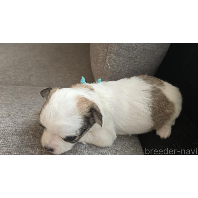 販売中の鹿児島県のチワワ(ロングコート)-432663の2枚目