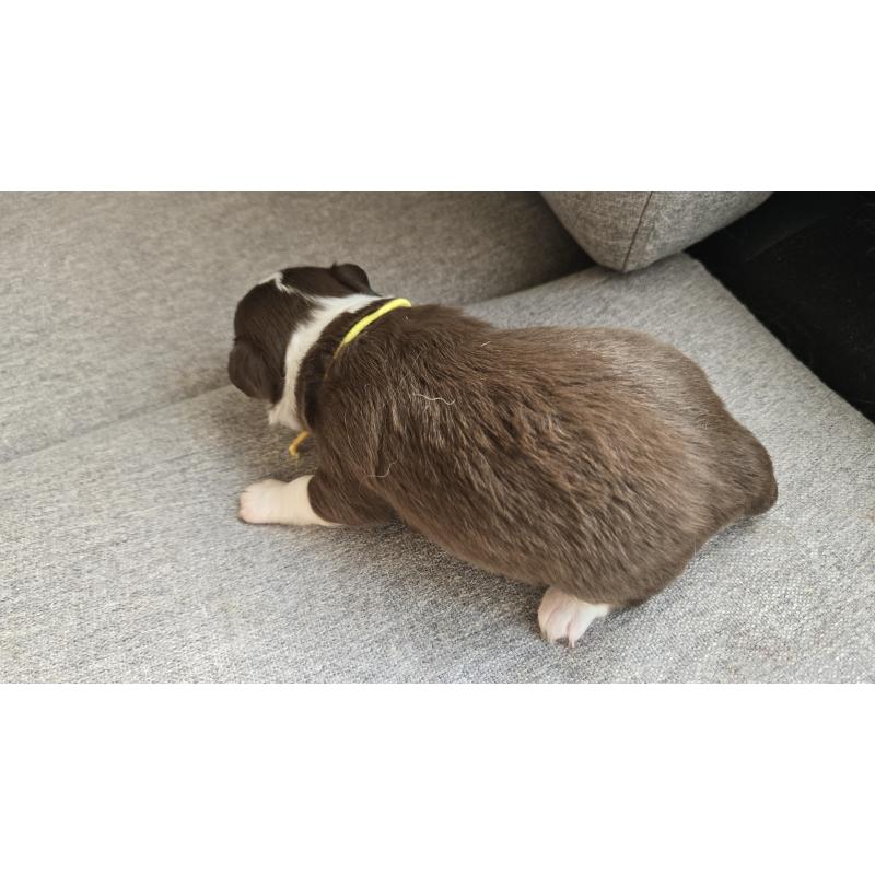 販売中の鹿児島県のチワワ(ロングコート)-432664の2枚目