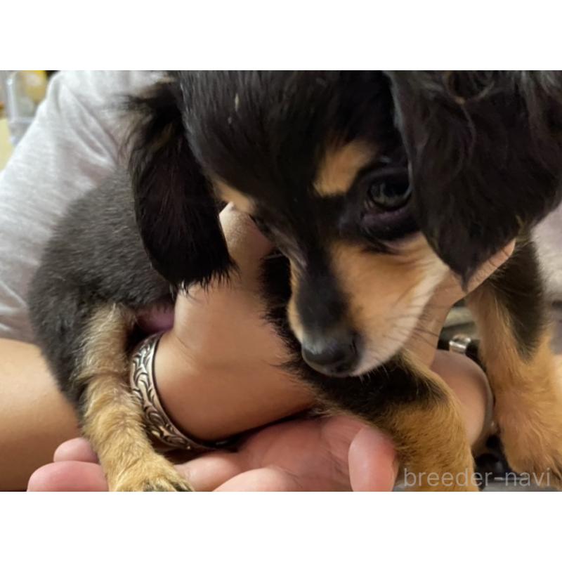 販売中の福岡県のチワックス:チワワ×ミニチュアダックスフンド-432659の4枚目