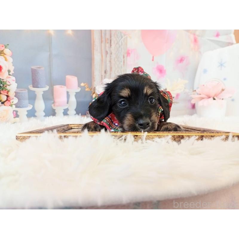 販売中の和歌山県のミニチュアダックスフンド(ロングヘアード)-432362の8枚目