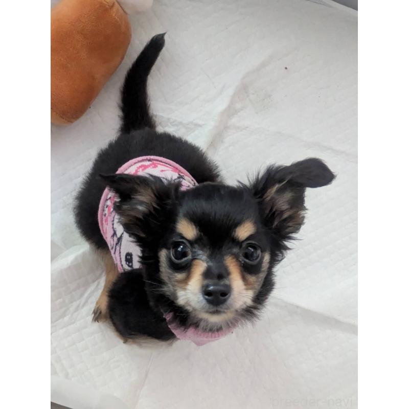 販売中の福岡県のチワックス:チワワ×ミニチュアダックスフンド-432659の3枚目