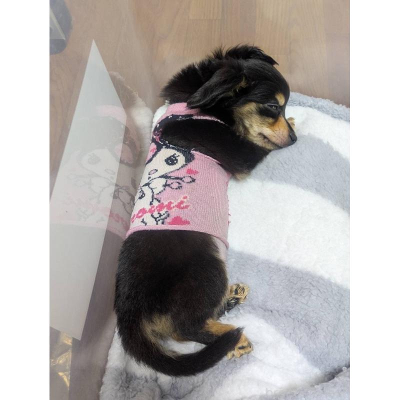 販売中の福岡県のチワックス:チワワ×ミニチュアダックスフンド-432659の2枚目