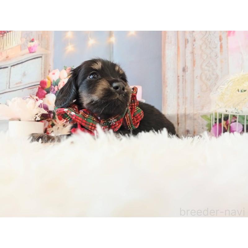 販売中の和歌山県のミニチュアダックスフンド(ロングヘアード)-432362の6枚目