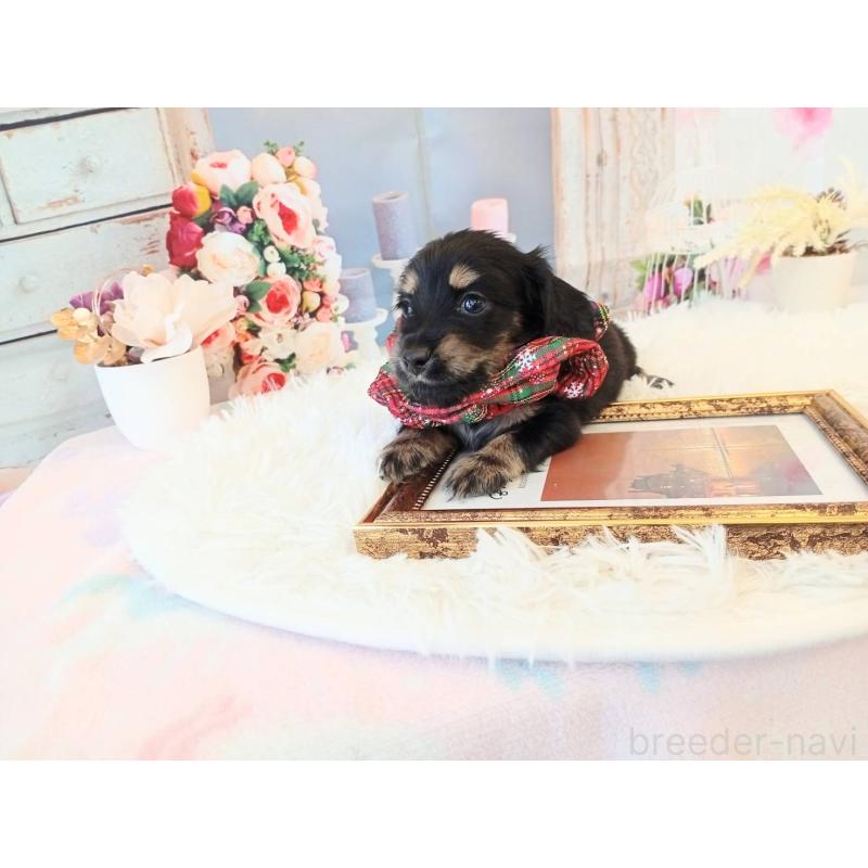 販売中の和歌山県のミニチュアダックスフンド(ロングヘアード)-432362の4枚目