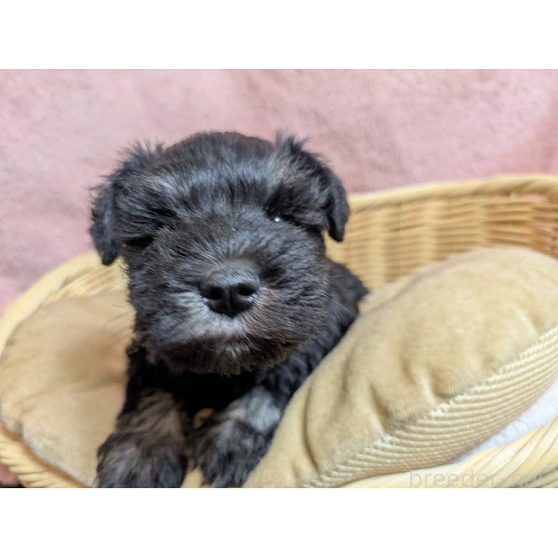 商談中の福岡県のミニチュアシュナウザー-430398の13枚目