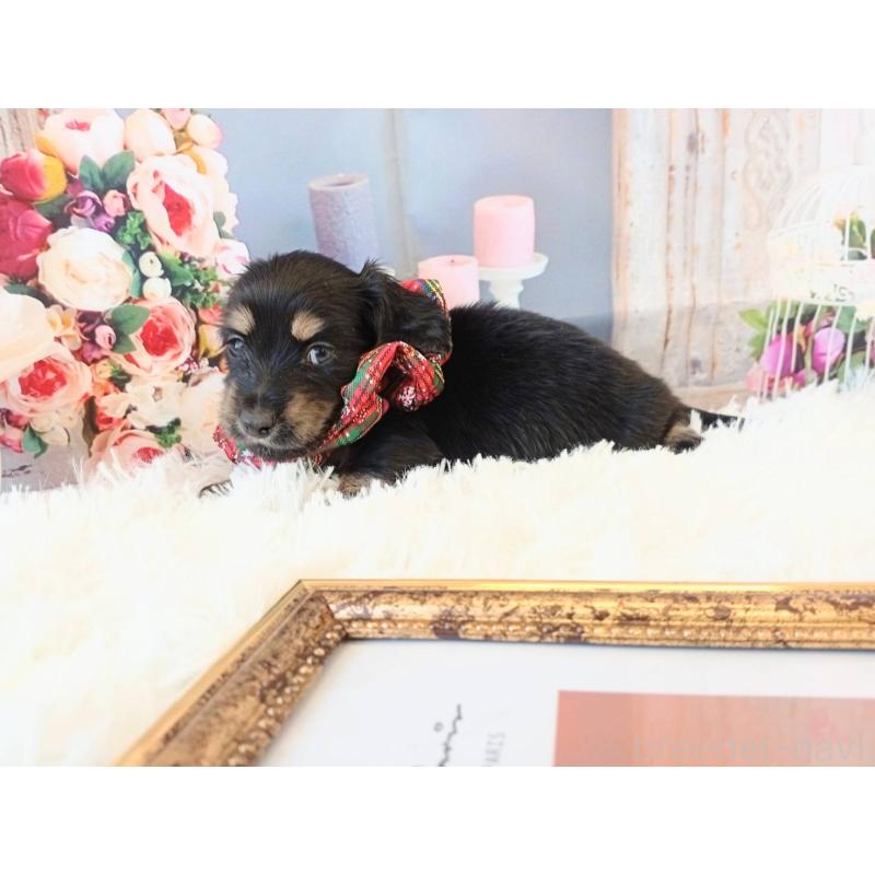 販売中の和歌山県のミニチュアダックスフンド(ロングヘアード)-432362の3枚目