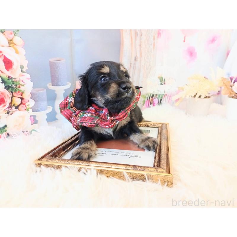 販売中の和歌山県のミニチュアダックスフンド(ロングヘアード)-432362の2枚目