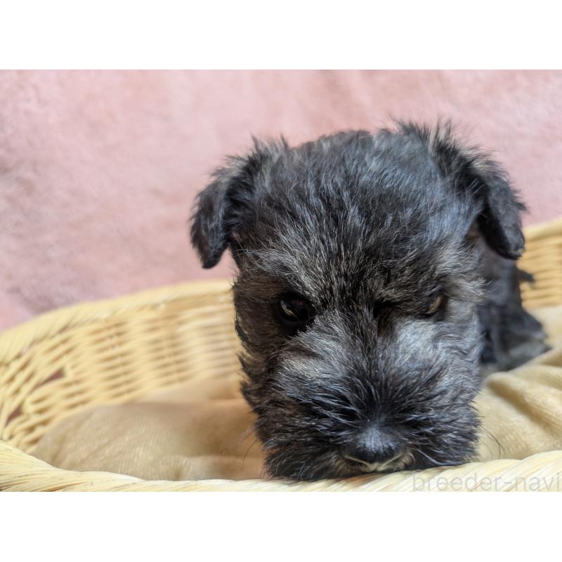 販売中の福岡県のミニチュアシュナウザー-430397の11枚目