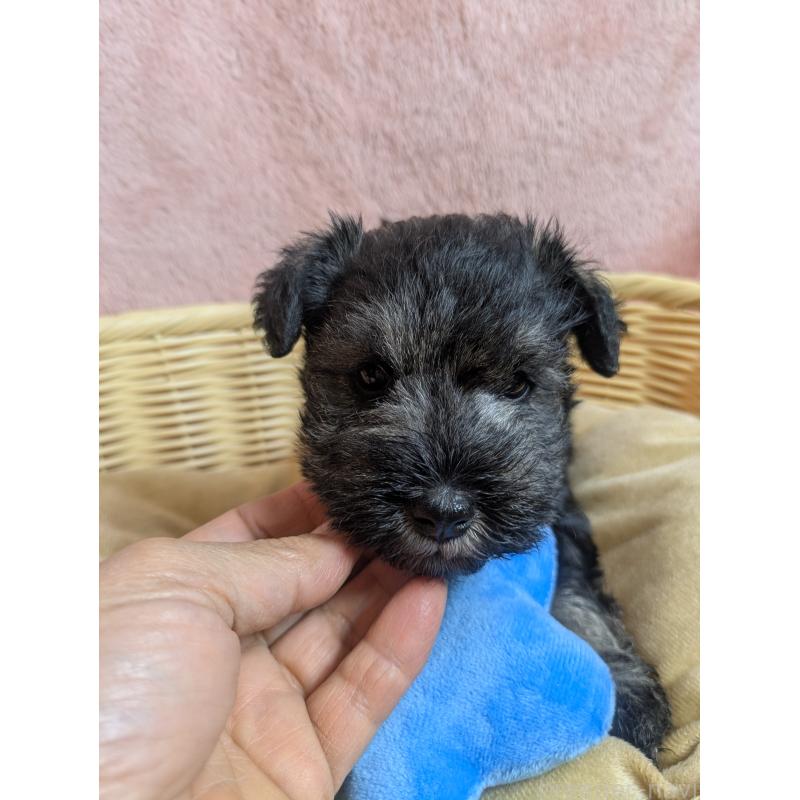 販売中の福岡県のミニチュアシュナウザー-430350の13枚目