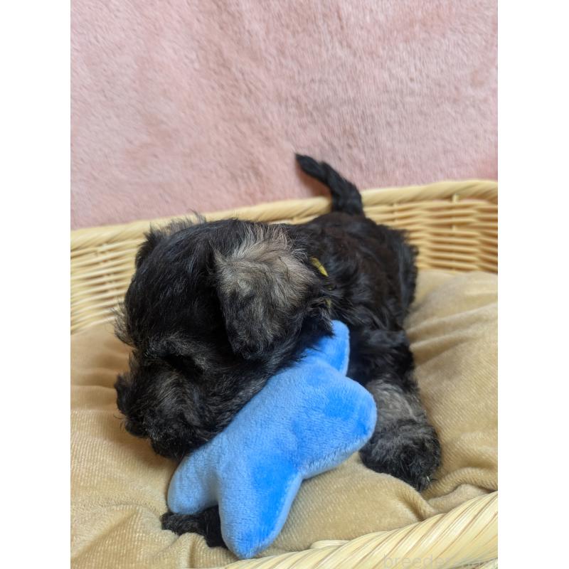 販売中の福岡県のミニチュアシュナウザー-430350の12枚目