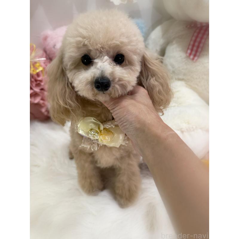 販売中の香川県のティーカッププードル-383356