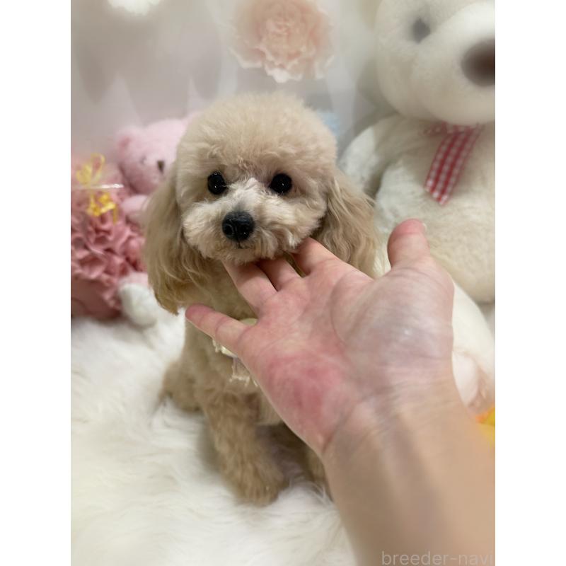 販売中の香川県のティーカッププードル-383356の5枚目