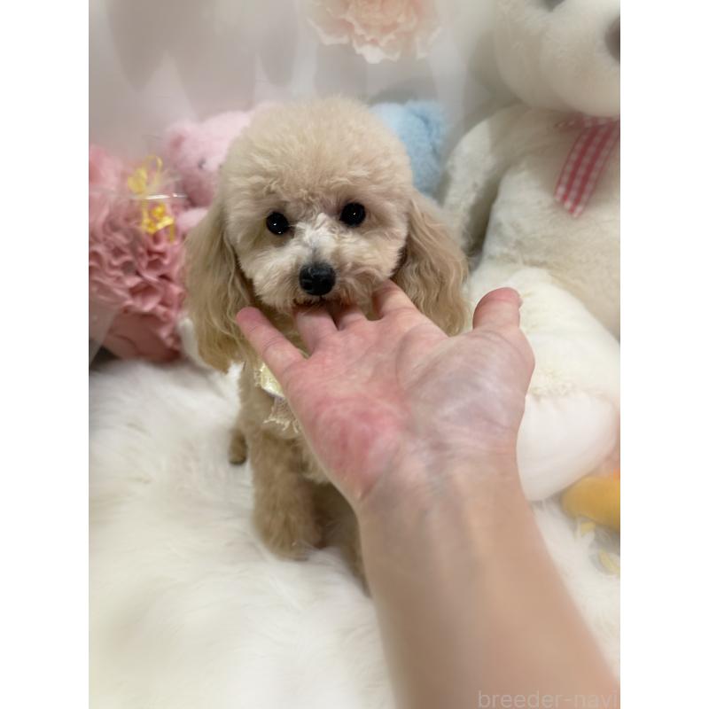 販売中の香川県のティーカッププードル-383356の4枚目