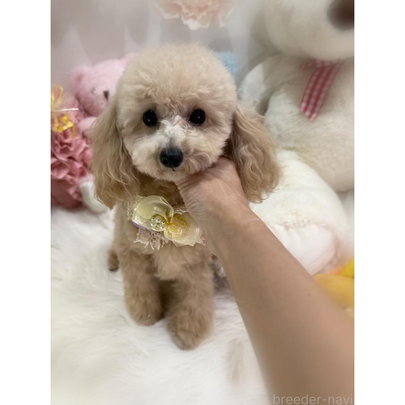 販売中の香川県のティーカッププードル-383356の3枚目