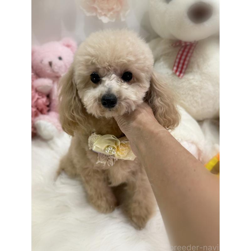 販売中の香川県のティーカッププードル-383356の2枚目