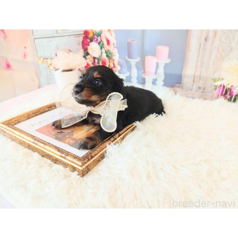 成約済の和歌山県のミニチュアダックスフンド(ロングヘアード)-432359の6枚目