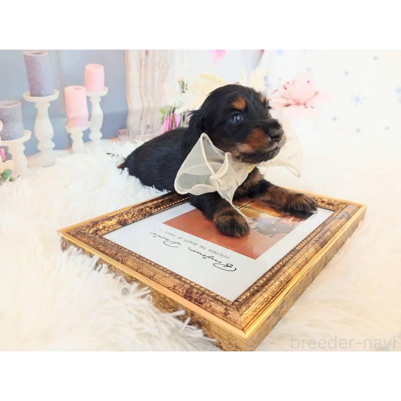 成約済の和歌山県のミニチュアダックスフンド(ロングヘアード)-432359の5枚目