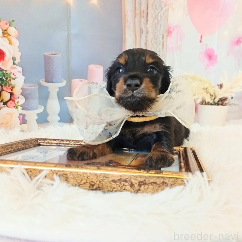 成約済の和歌山県のミニチュアダックスフンド(ロングヘアード)-432359の4枚目