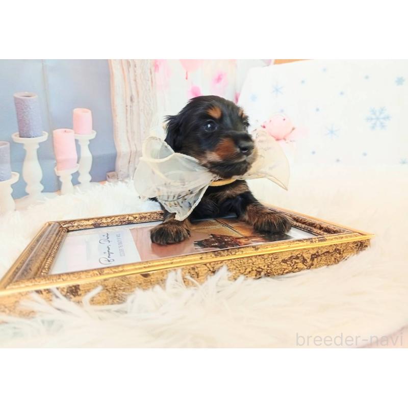 成約済の和歌山県のミニチュアダックスフンド(ロングヘアード)-432359の3枚目