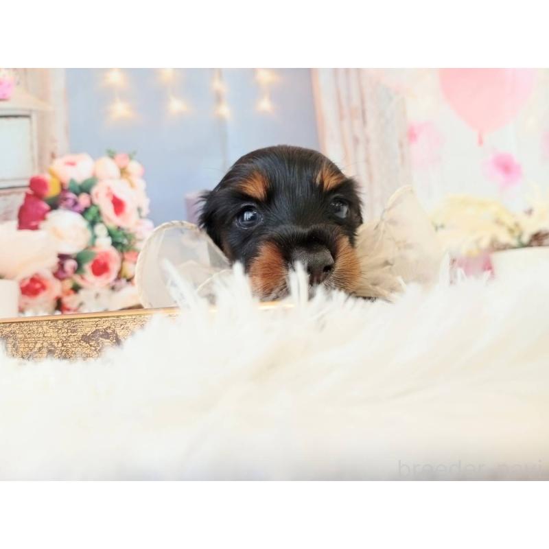 成約済の和歌山県のミニチュアダックスフンド(ロングヘアード)-432359の2枚目