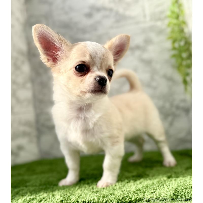 販売中の埼玉県のチワワ(ロングコート)-422567の7枚目