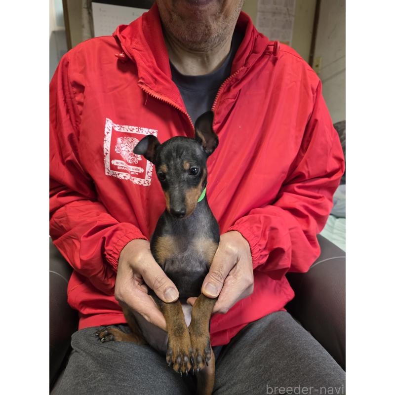 成約済の静岡県のトイマンチェスターテリア-418989の2枚目