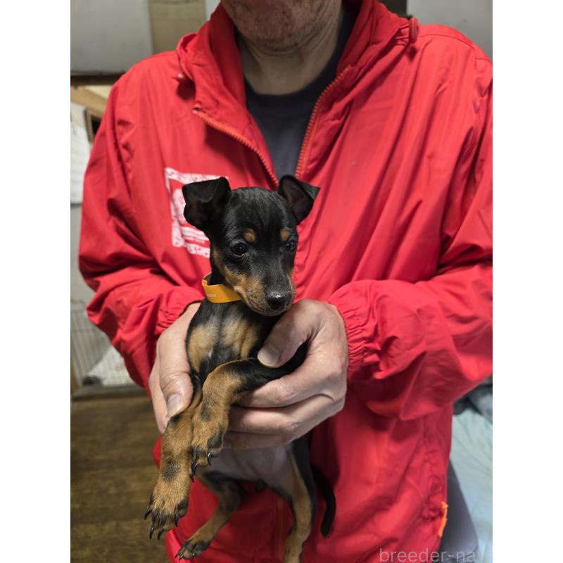 販売中の静岡県のトイマンチェスターテリア-426013の2枚目