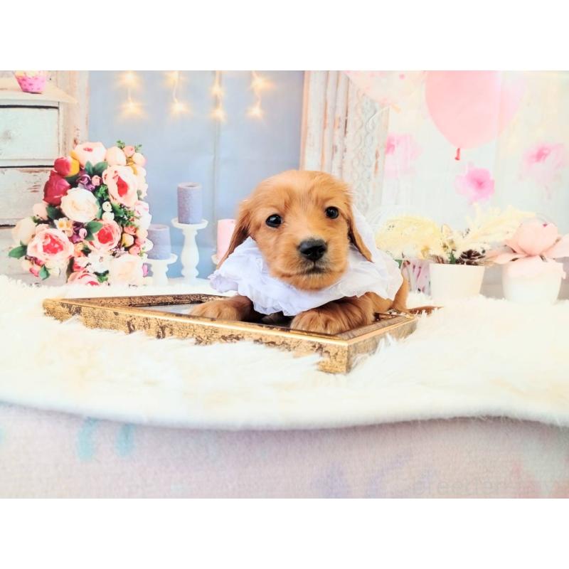 販売中の和歌山県のミニチュアダックスフンド(ロングヘアード)-432367の5枚目