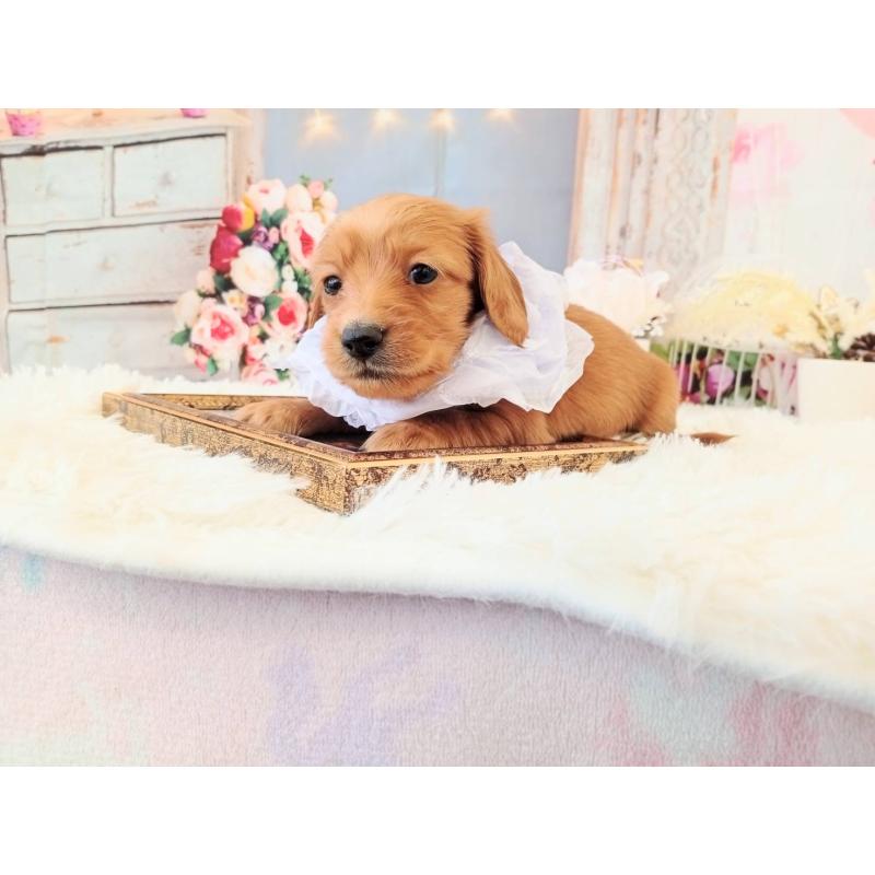 販売中の和歌山県のミニチュアダックスフンド(ロングヘアード)-432367の4枚目