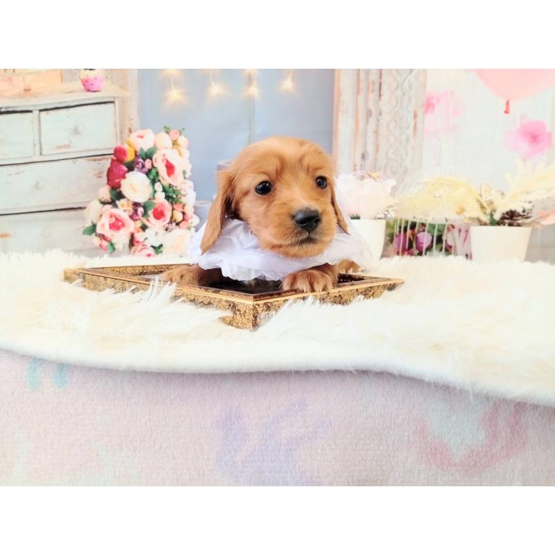 販売中の和歌山県のミニチュアダックスフンド(ロングヘアード)-432367の3枚目