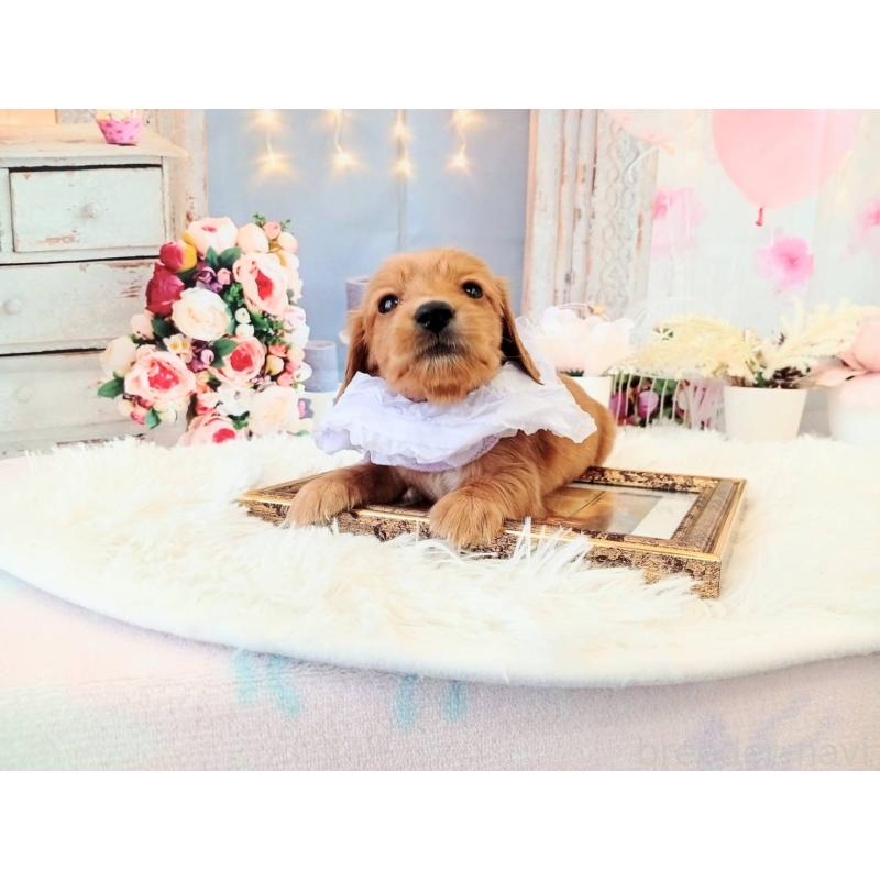 販売中の和歌山県のミニチュアダックスフンド(ロングヘアード)-432367の2枚目