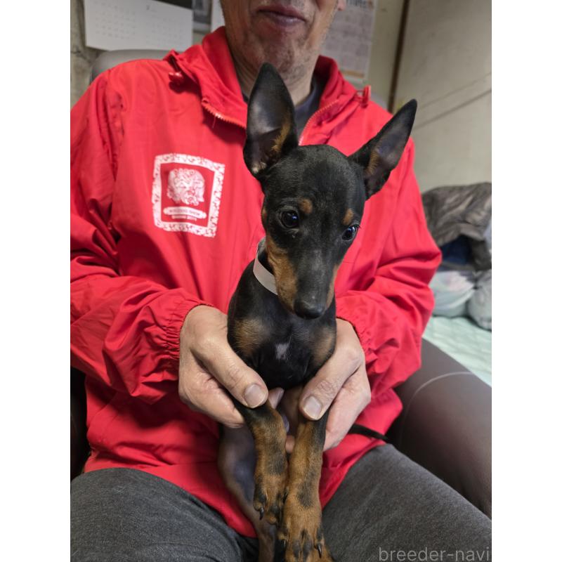 販売中の静岡県のトイマンチェスターテリア-420654の2枚目