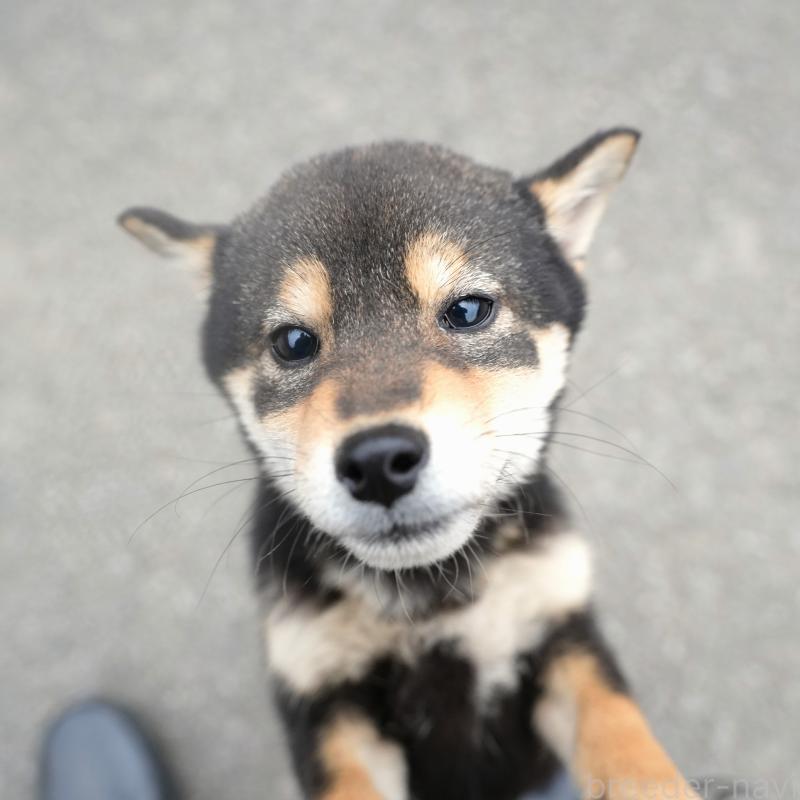 販売中の千葉県の豆柴-430890