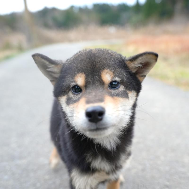 販売中の千葉県の豆柴-430890の9枚目